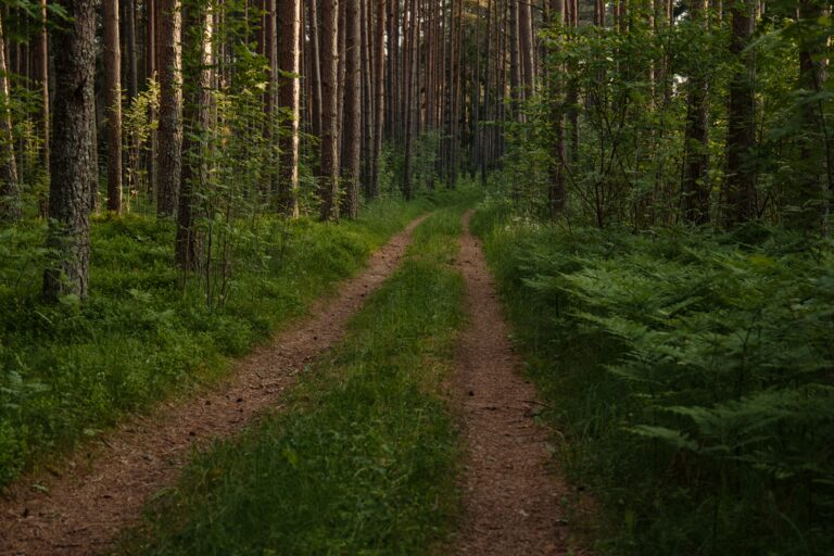 Beginner Guide to Mindful Walking: Steps to Calm Your Mind